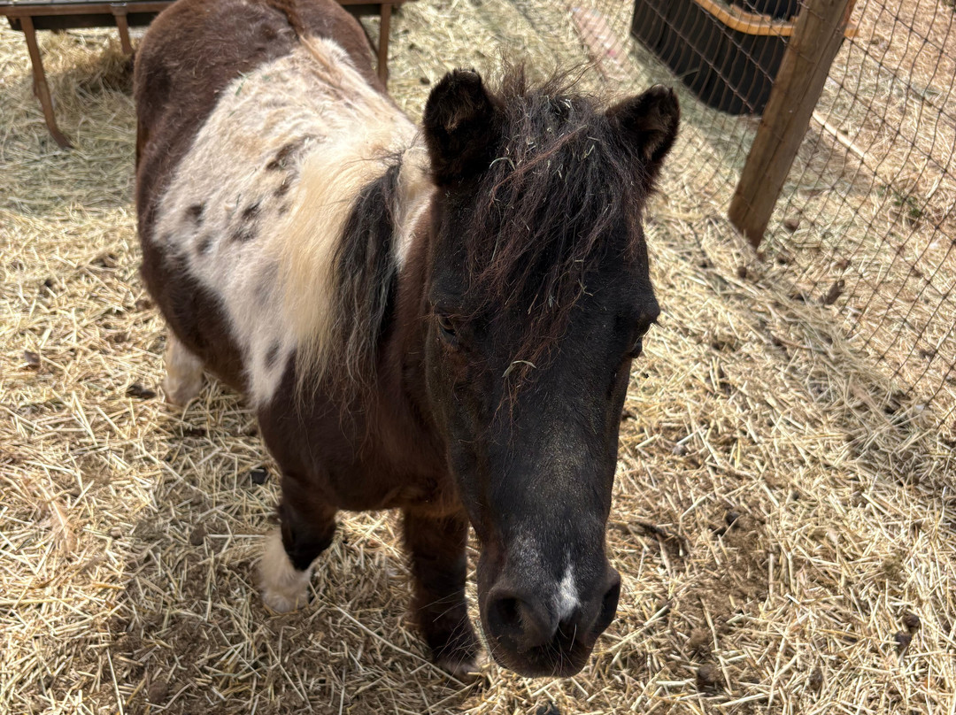 Maui Animal Farm-拉海纳必去景点