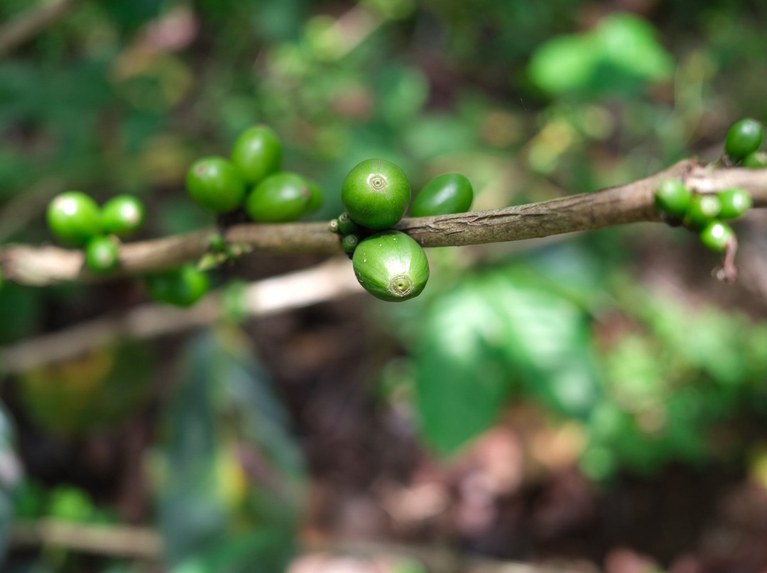 Micofam Lombok Coffee-Sapit必去景点