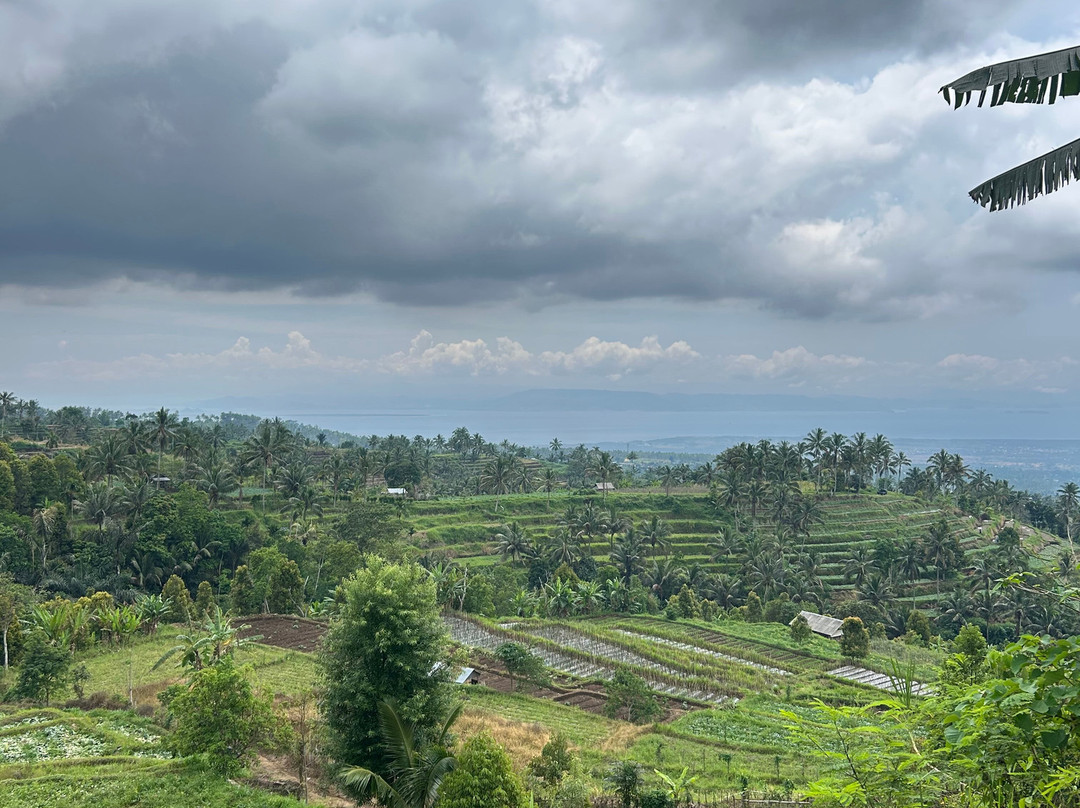 Micofam Lombok Coffee-Sapit必去景点
