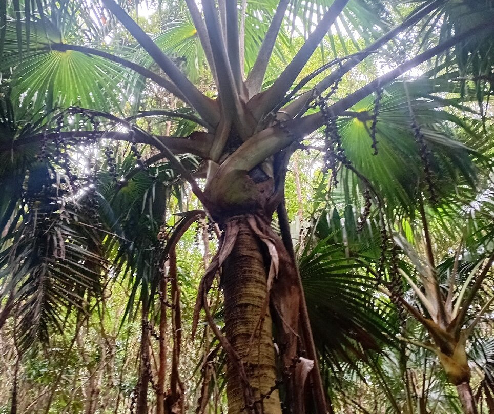 Grande Montagne Nature Reserve-罗德里格斯岛必去景点