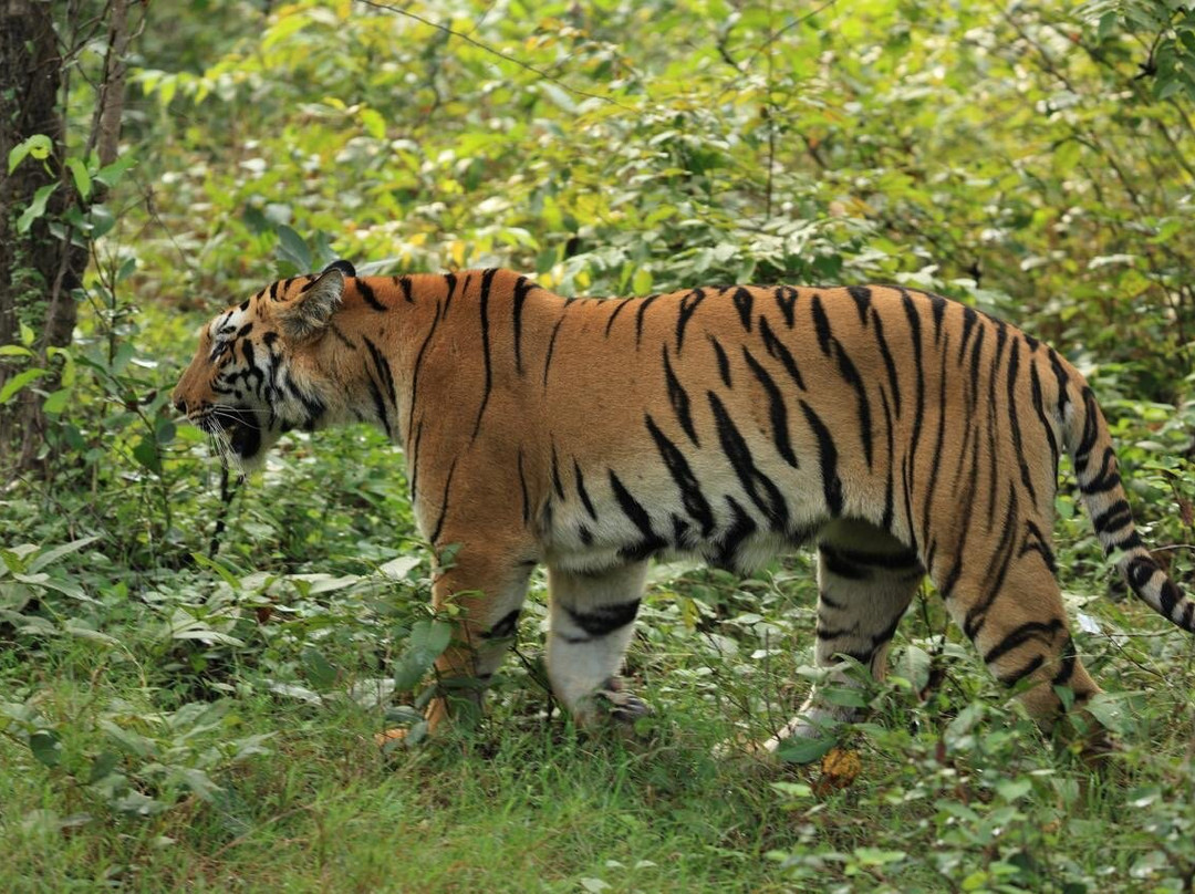 Tadoba Andhari National Park-Chandrapur District必去景点