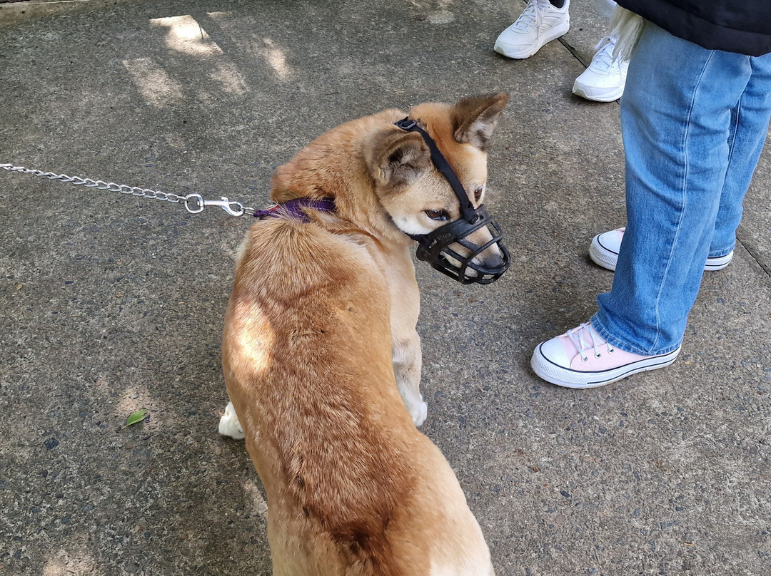 Koala Park Sanctuary-West Pennant Hills必去景点