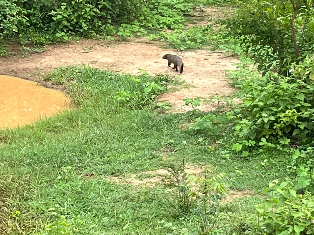 Niluka Safari-乌达瓦拉瓦必去景点