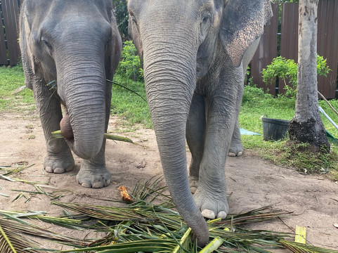Elephant Jungle Sanctuary Samui-波普特必去景点