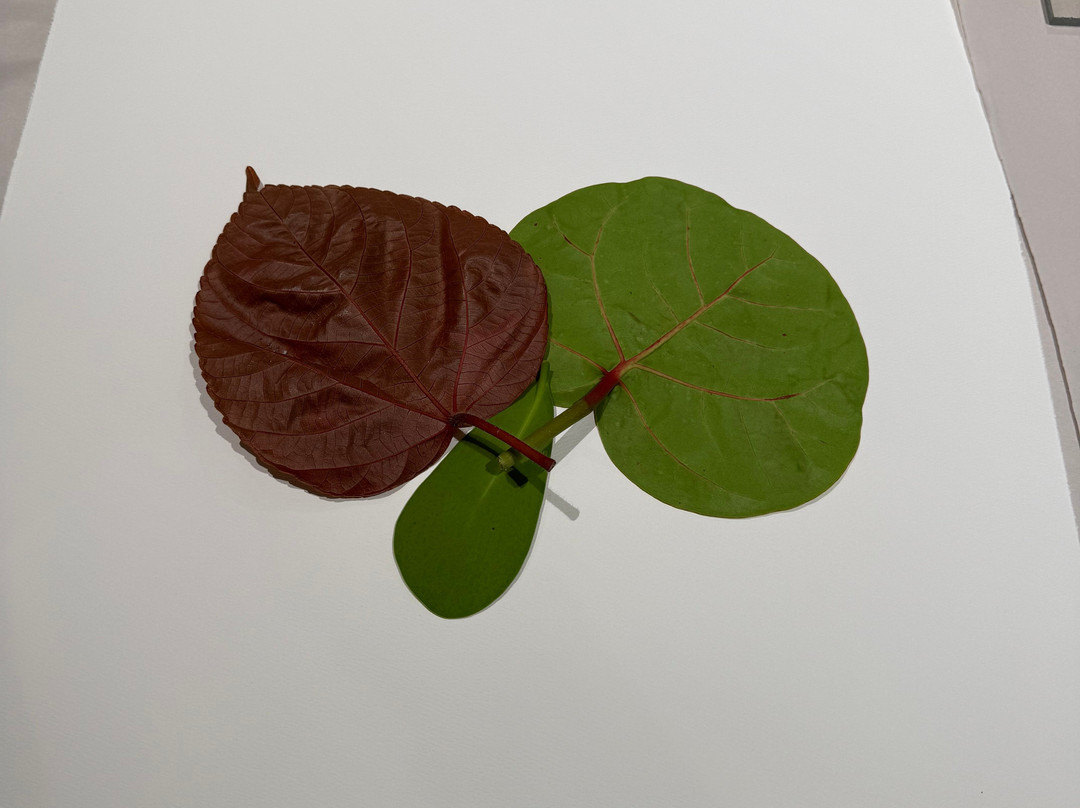 The Current: Baha Mar Gallery & Art Center-拿骚必去景点