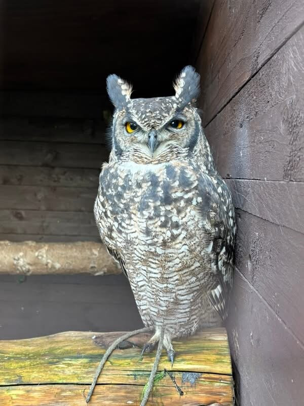 West Sussex Falconry-Compton必去景点