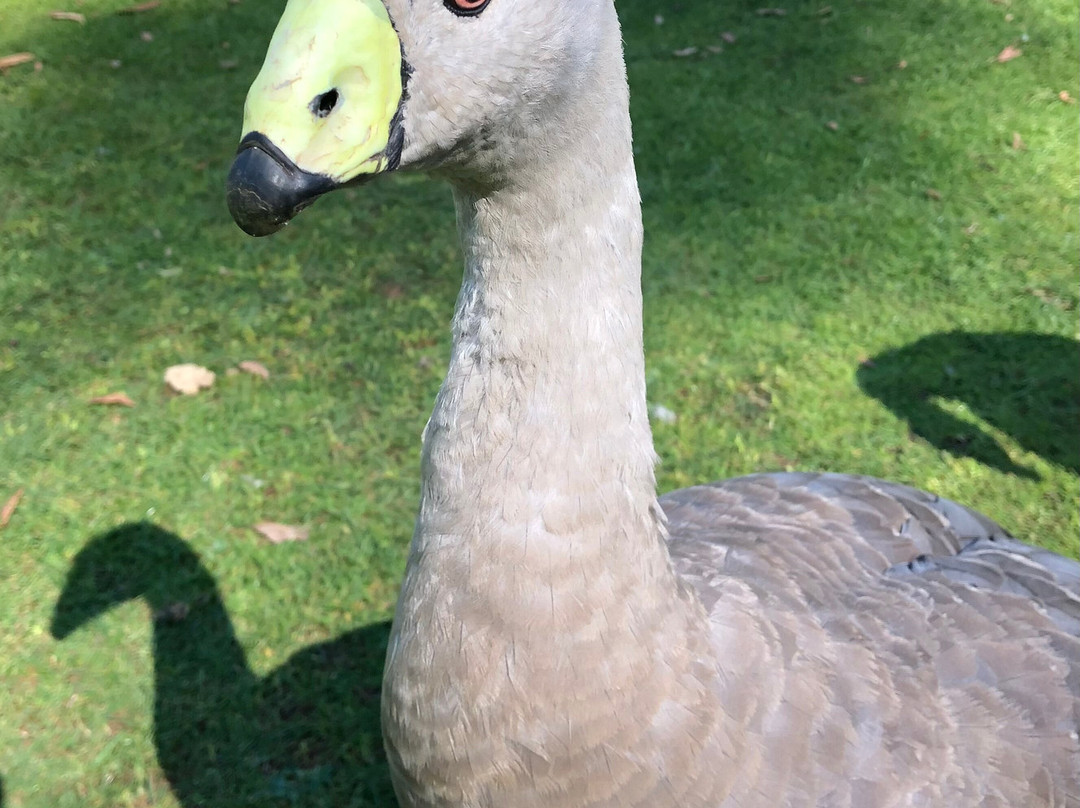 Trowunna Wildlife Sanctuary-茉莉溪必去景点