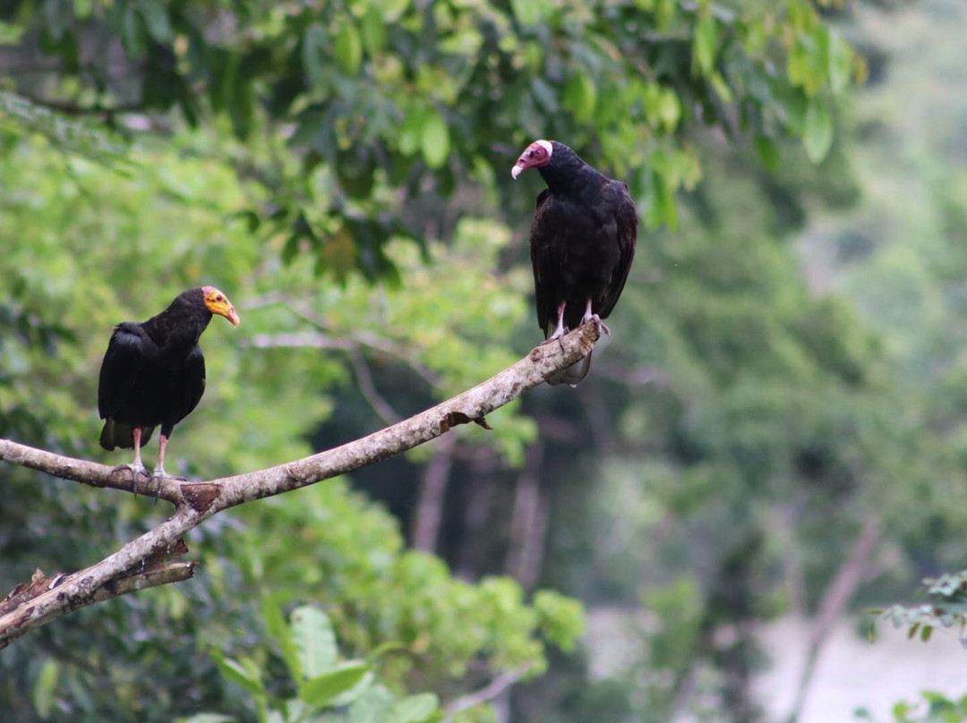 Inkamazonia Jungle Specialist-Manu必去景点