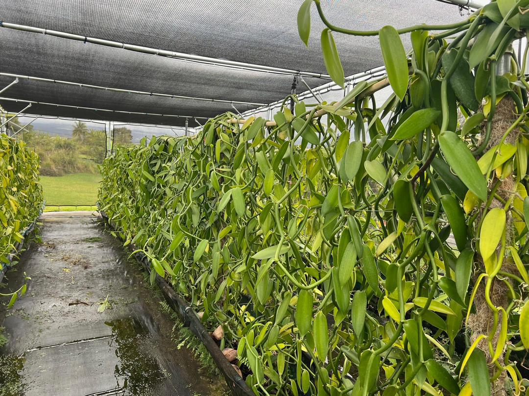 Maui Vanilla Farm-马卡瓦必去景点
