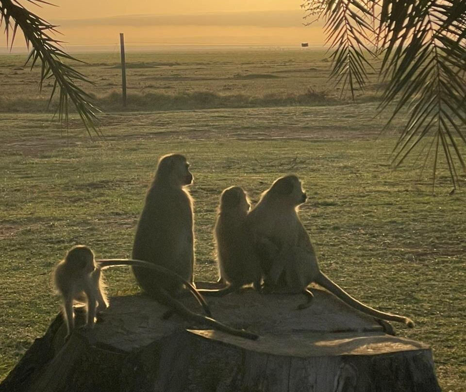 APODIFORMES ADVENTURES-内罗毕必去景点