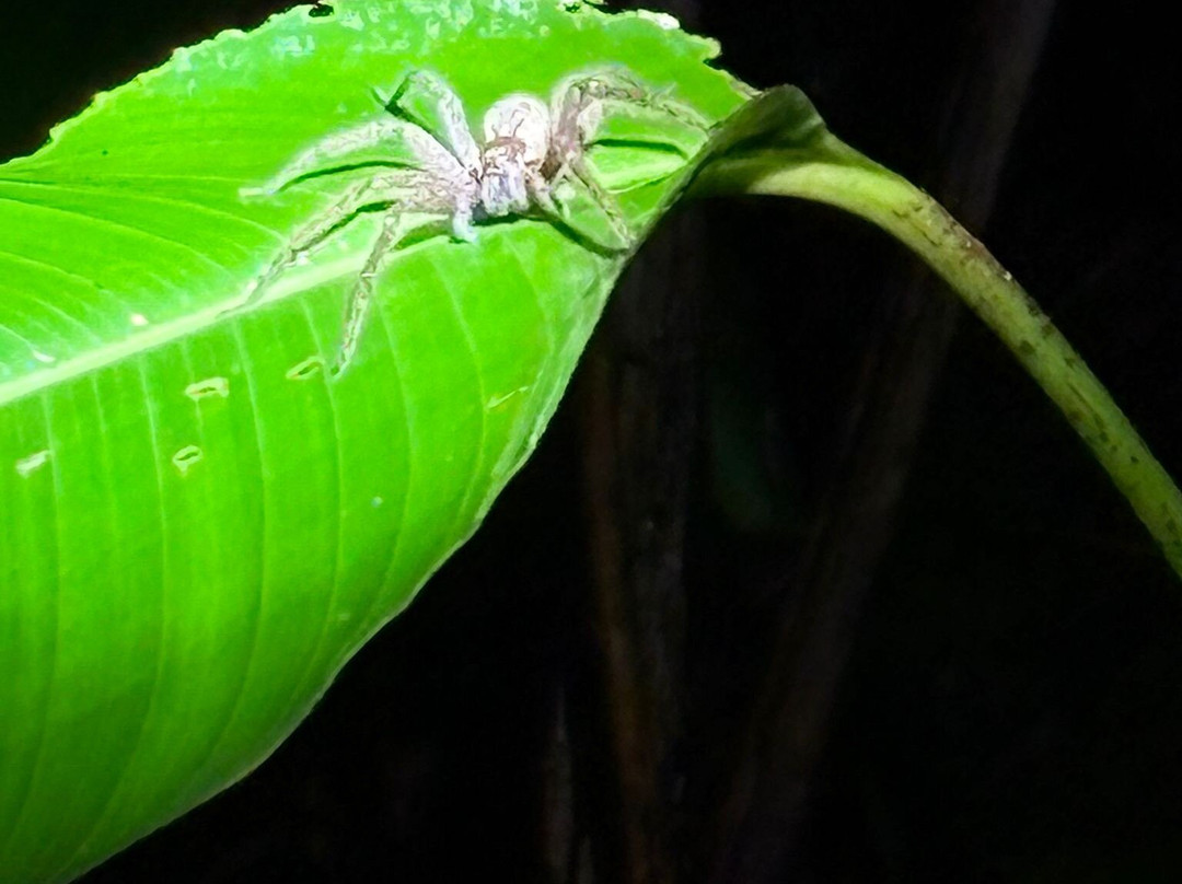 Children's Eternal Rain Forest-圣埃伦娜必去景点