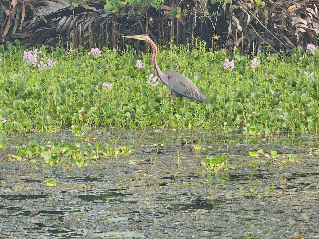 Kalametiya Lagoon Bird Sanctuary & Wetland Park-Kalametiya必去景点
