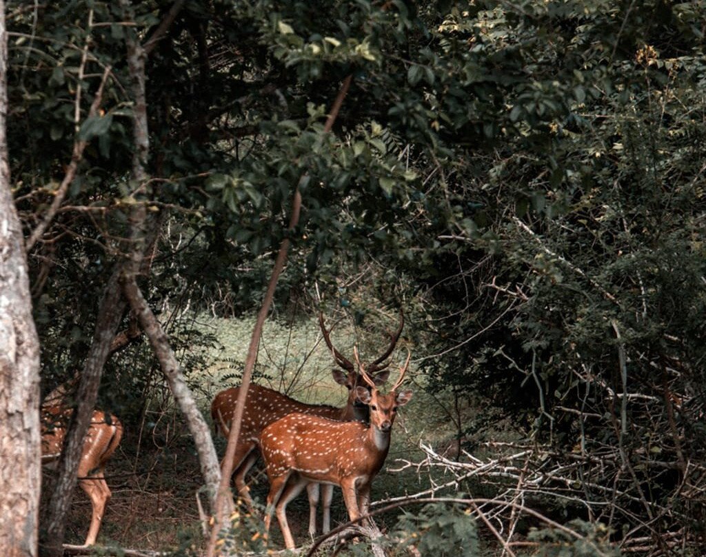 Apple Vacations Sri Lanka-Wattala必去景点