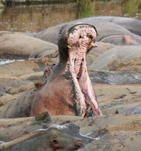 Tansania Reiseabenteuer SDL GmbH-柏林必去景点