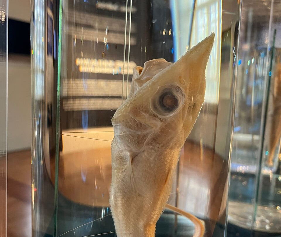 National Museum of Natural History-马尼拉必去景点