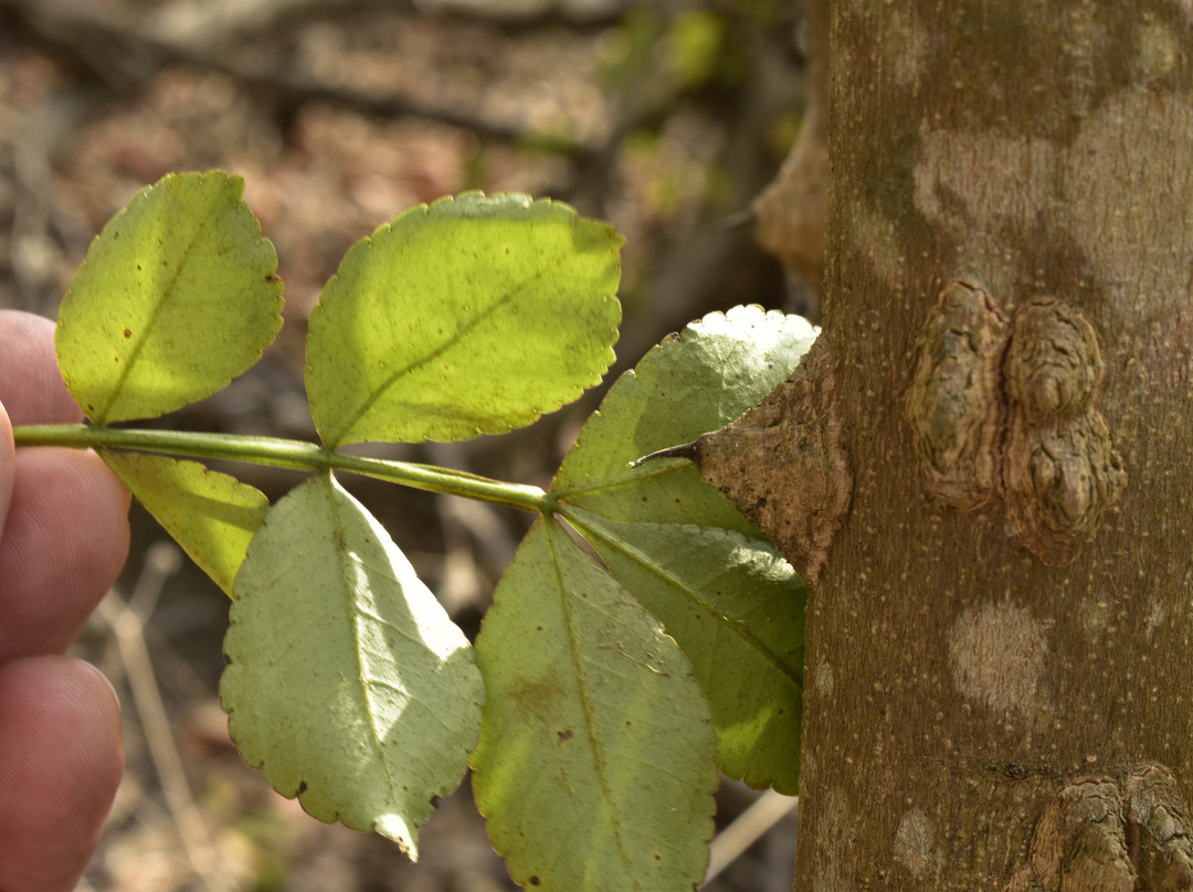 Bosque Protector Cerro Blanco-瓜亚基尔必去景点