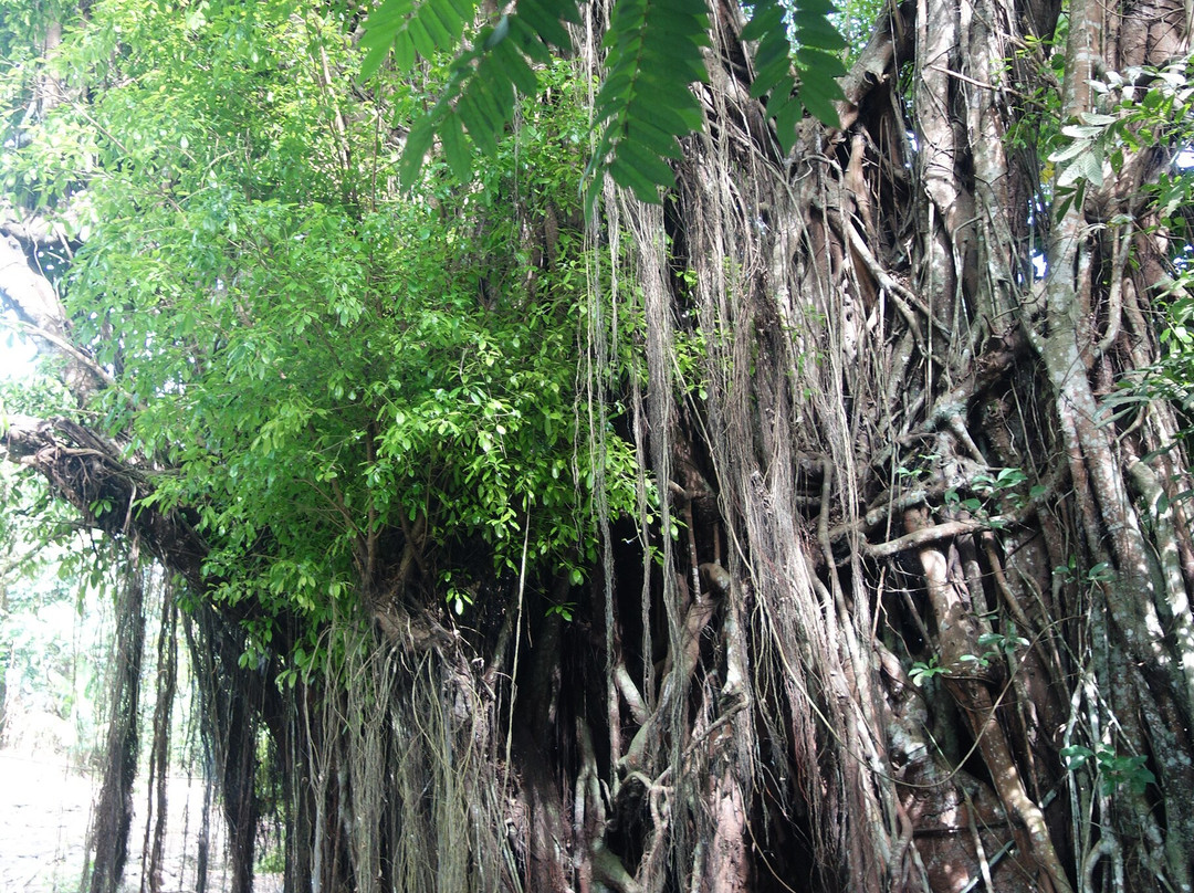 百年大榕树-锡基霍尔岛必去景点