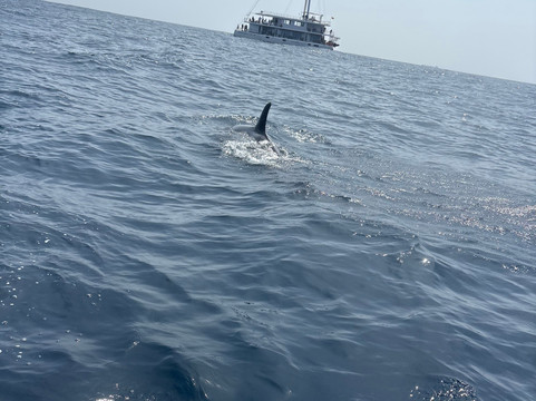 Kumara and Whales-美蕊沙必去景点