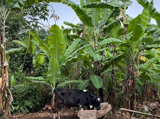 Ifulong Cultural Tourism-阿鲁沙必去景点