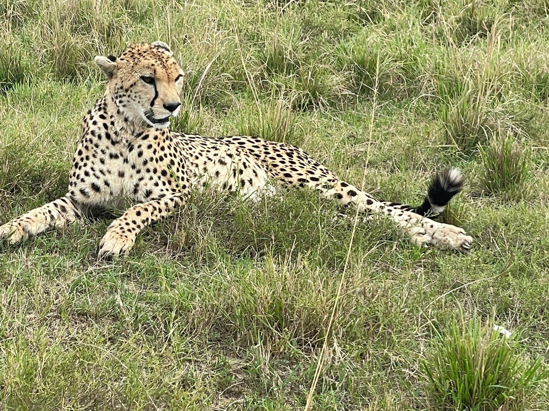 Safari In Kenya Con Samba-瓦塔木必去景点