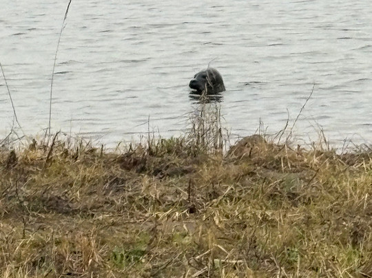 RSPB Freiston Shore-Freiston必去景点