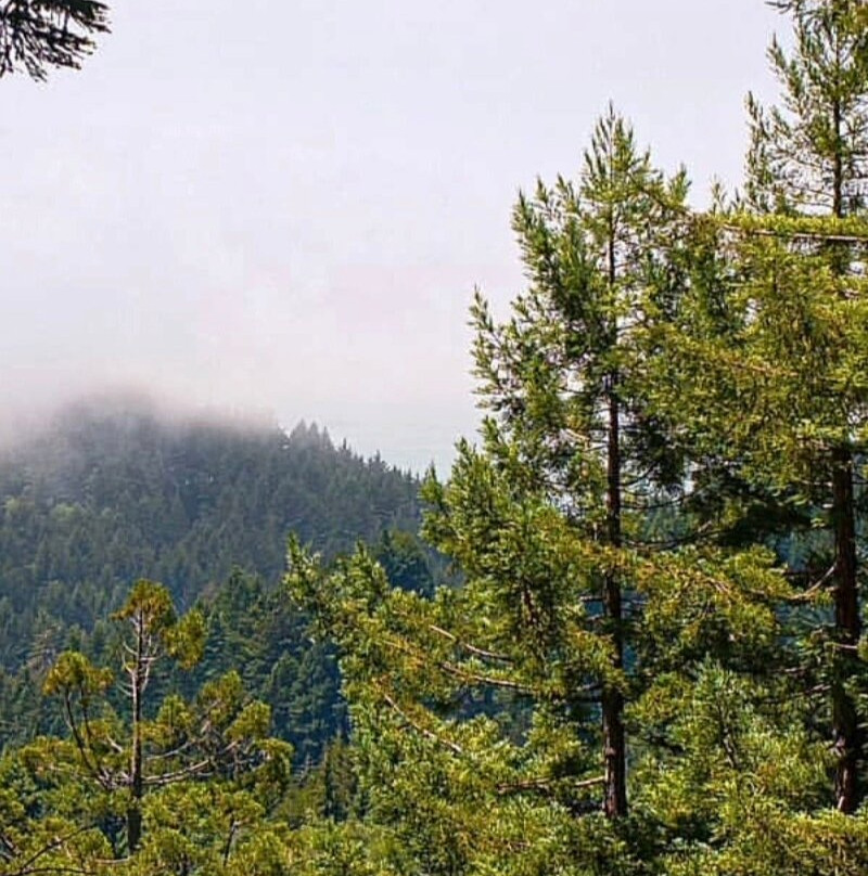 Chandelier Drive-Through Tree-莱吉特必去景点