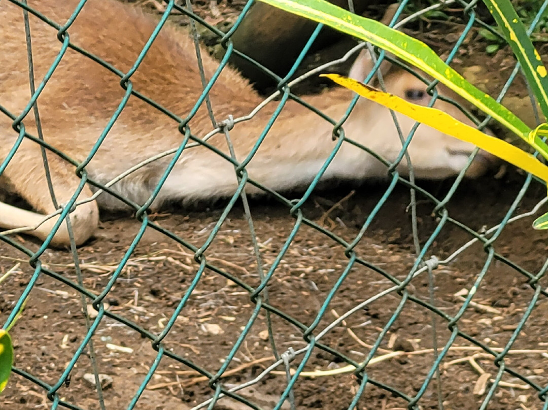 Rhumerie de Saint Aubin-Saint Aubin必去景点