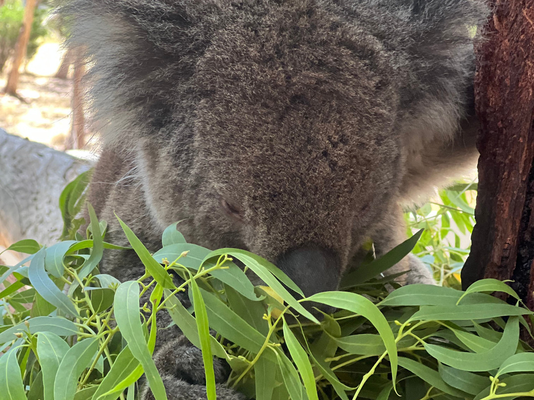 Softfoot Farm & Wildlife Park-Hindmarsh Valley必去景点