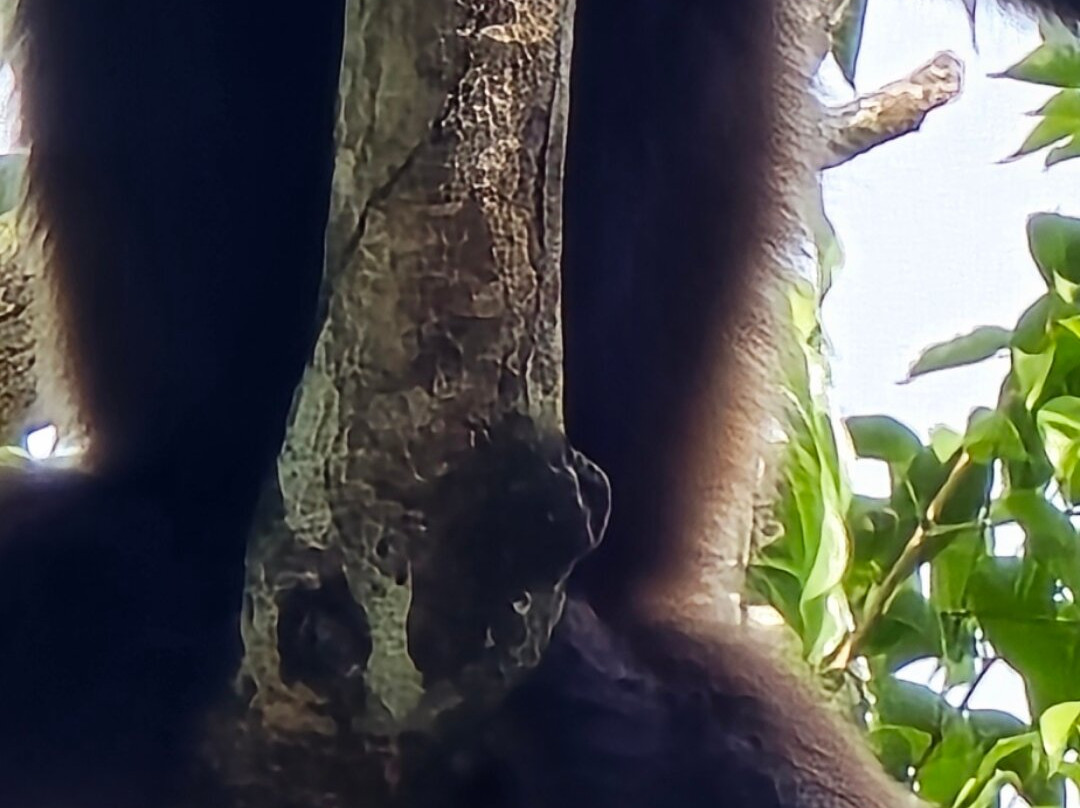 Camp Leakey-Central Kalimantan必去景点