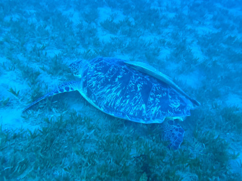 Liquid Adventures Dahab-达哈卜必去景点
