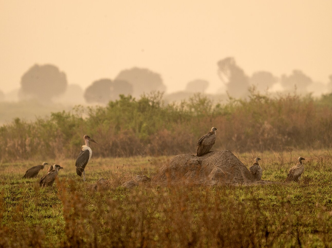 Gorillas and Wildlife Safaris-布恩迪难以穿越的国家公园必去景点