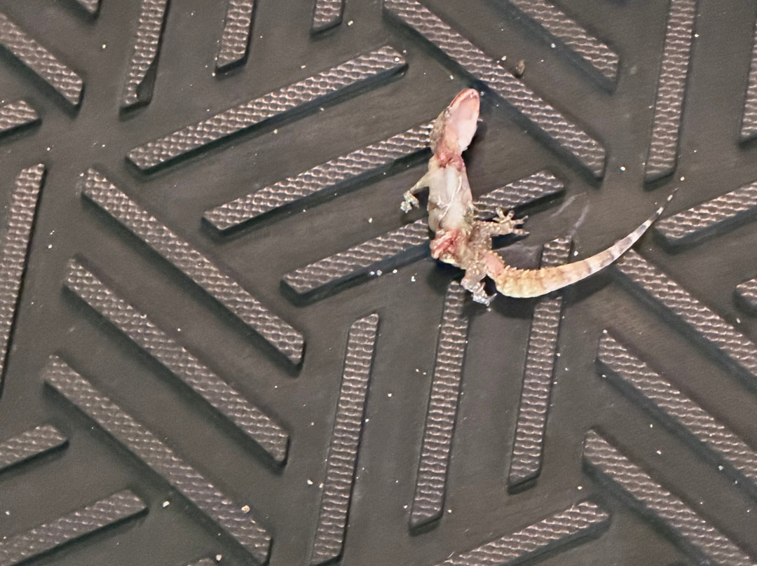 杰克逊希尔顿酒店主图