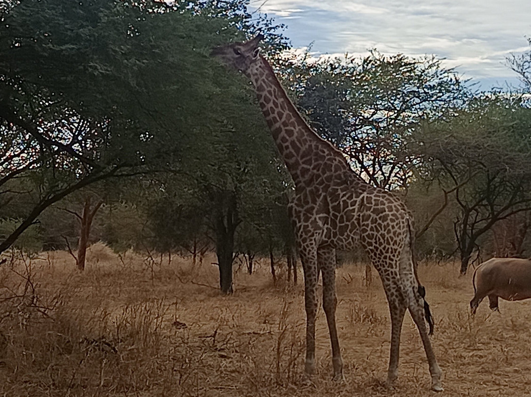 Bacary Tour-Nianing必去景点