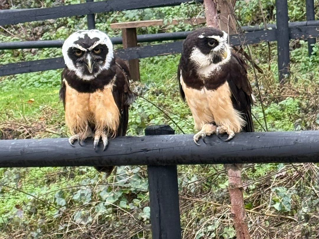 Bird of Prey Experiences - Hawkeye Falconry UK-Thoresby必去景点