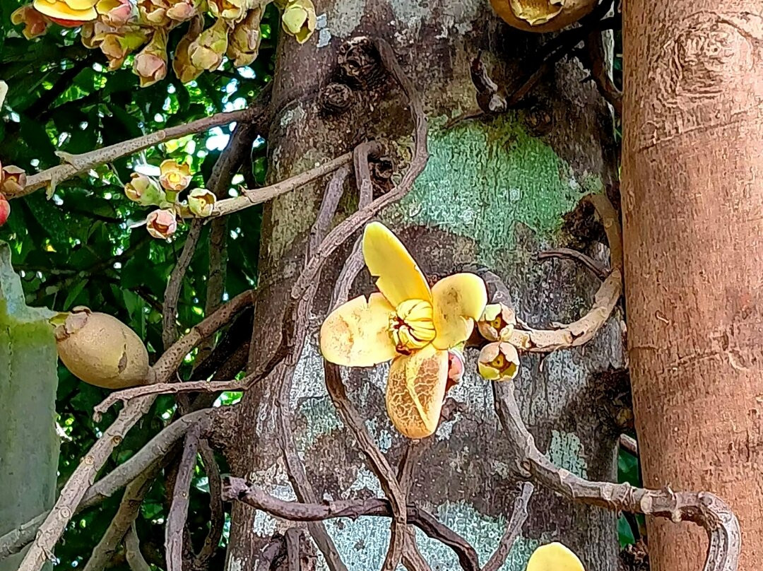 Fundo Pedrito-伊基托斯必去景点