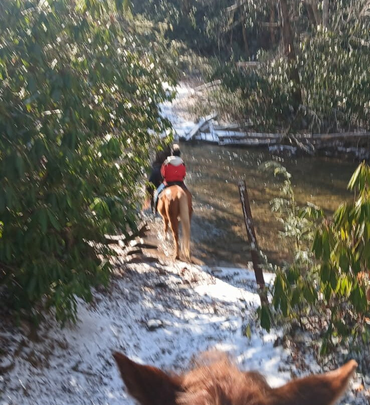Saddle up trail rides-Mills River必去景点