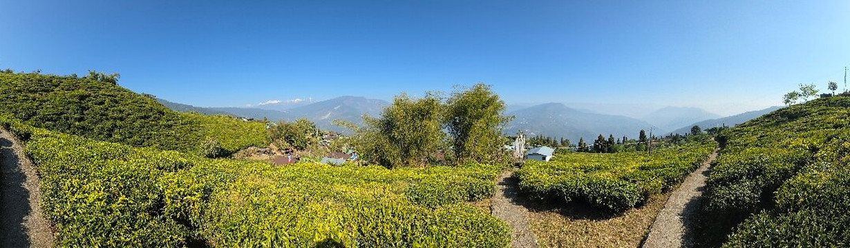 Temi Tea Garden-Temi必去景点