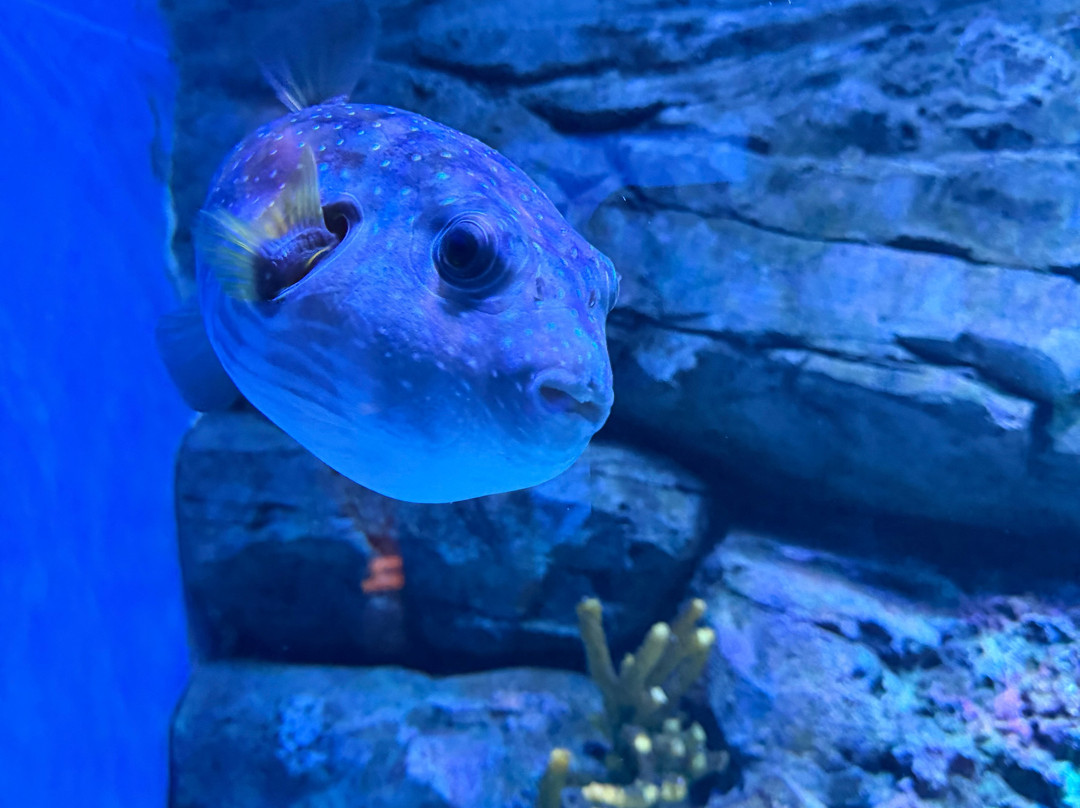 Marassi Aquarium & Underwater Zoo-Diyar Al Muharraq必去景点