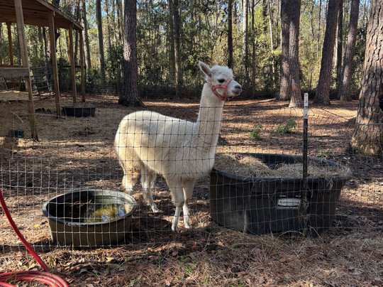 Redemptive Love Farm-Miccosukee必去景点