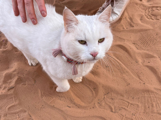 Bedouin Nights Camp-Wadi Rum Village必去景点
