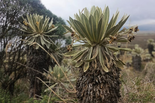 Reserva Ecologica El Ángel-El Angel必去景点