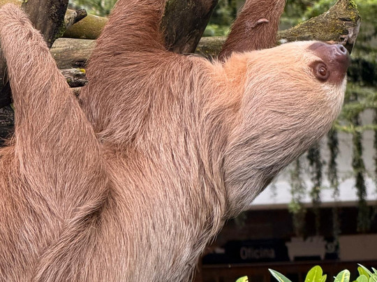 Bella Aventura Costa Rica-Santo Domingo de Heredia必去景点