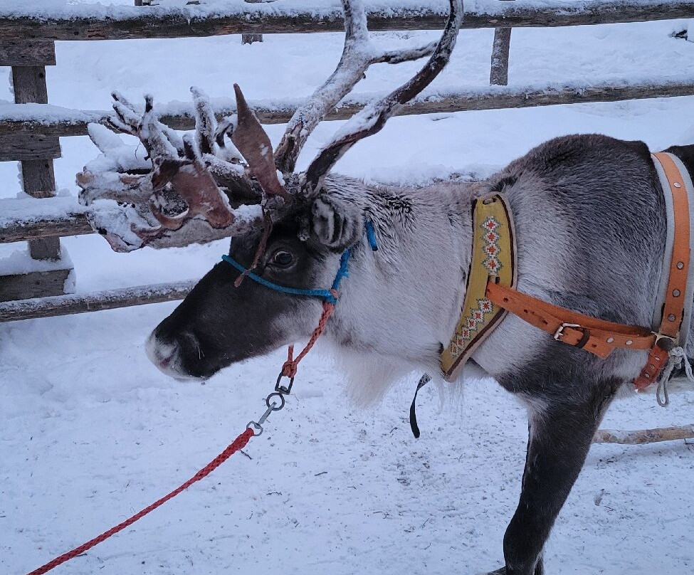 Lapland Safaris Yllas-Akaslompolo必去景点