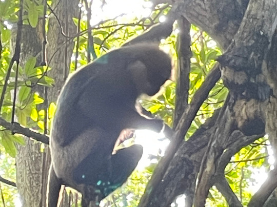Lucky Boat Safari-班托塔必去景点