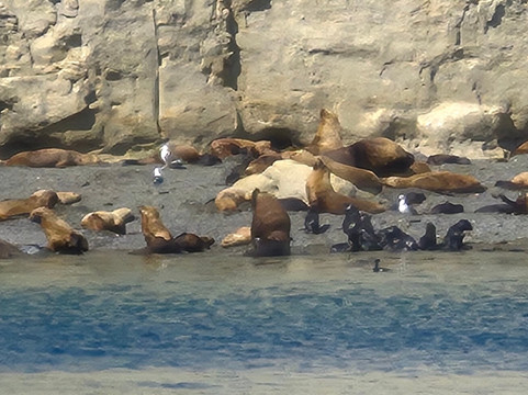 Reserva Lobería de Punta Loma-马德林港必去景点