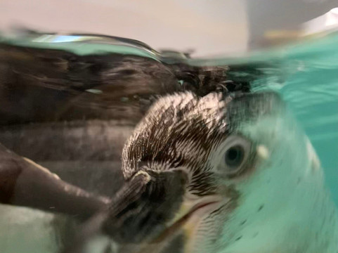 Novosibirsk Zoo-新西伯利亚必去景点