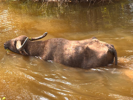 Yala Royal Safari - Sri Lanka-蒂瑟默哈拉默必去景点
