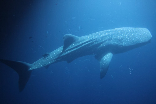 OK Maldives-马累必去景点