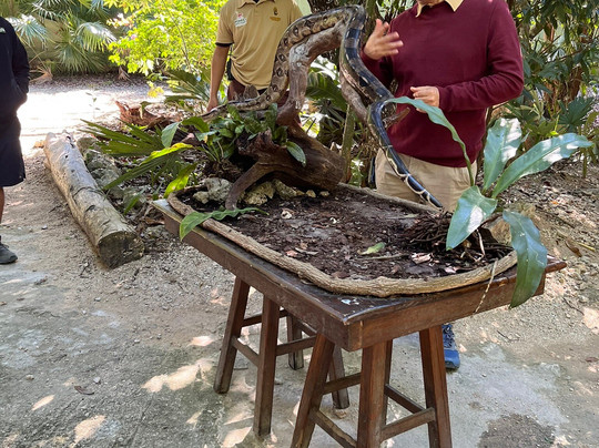 Akumal Monkey Sanctuary & Rescued Animals-艾库玛尔必去景点