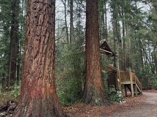 Redwood Park-素里必去景点